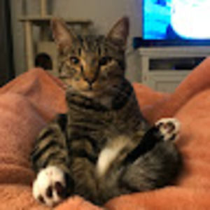 Meet your Posher, Abby